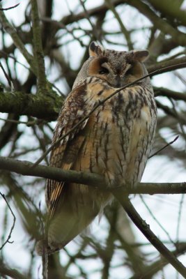 Ransuil - Long-eared owl