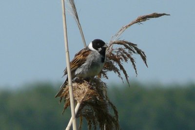 Rietgors - Reed Bunting
