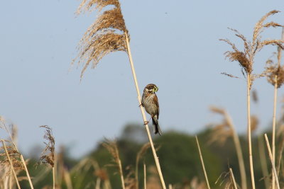 Rietgors - Reed Bunting