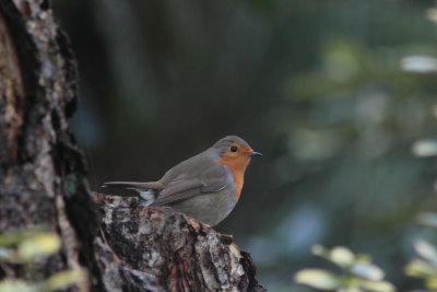 Roodborst