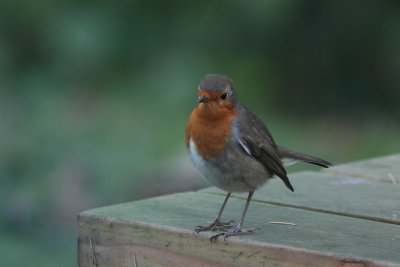 Roodborst