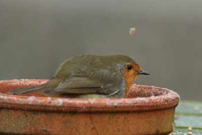 Roodborst