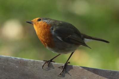 Roodborst - Robin