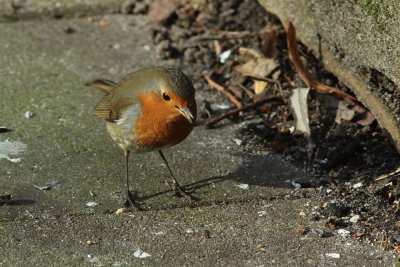 Roodborst
