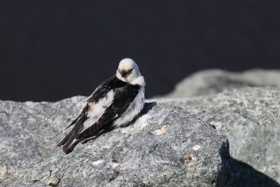 Sneeuwgors - Snow Bunting
