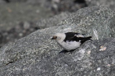 Sneeuwgors - Snow Bunting