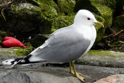 Stormmeeuw