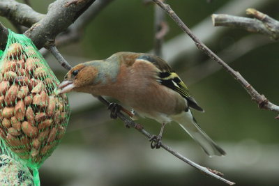 Vink