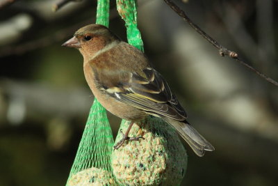 Vink