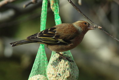 Vink