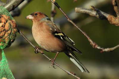 Vink