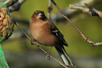 Vink - Chaffinch