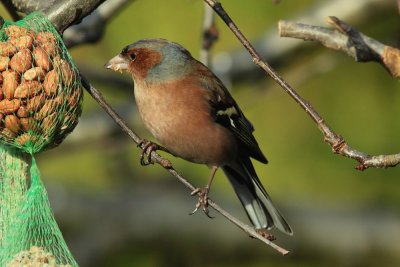 Vink - Chaffinch