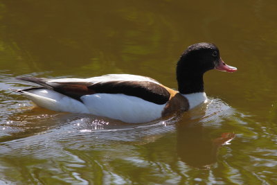 Bergeend - Shelduck