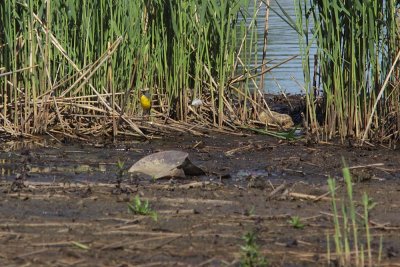 Noordse Gele Kwikstaart - Grey-headed Wagtail