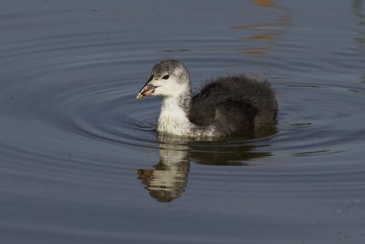 Meerkoet