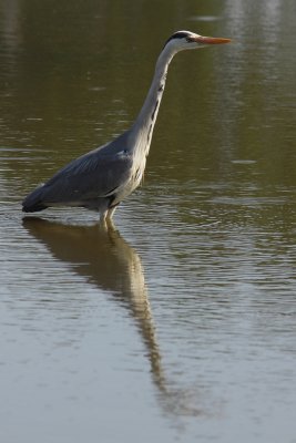Blauwe Reiger