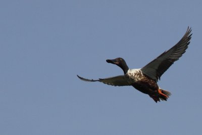 Slobeend