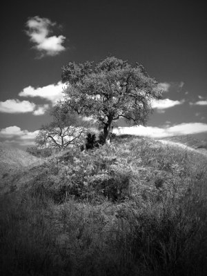 Las Virgenes Park