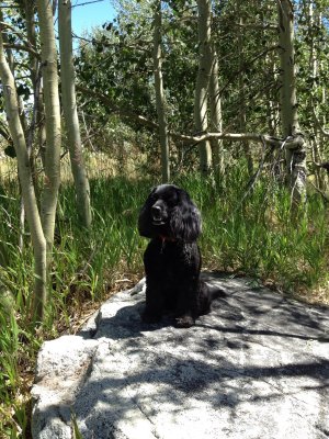 Muffin among the aspens