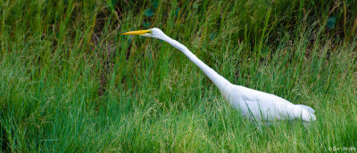 Outstretched Great Egret