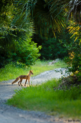 Red Fox Crossing