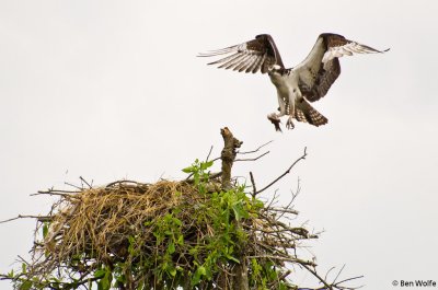 Osprey Finishing Lunch