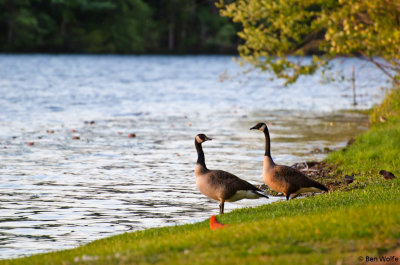 Canada Geese Lakeside
