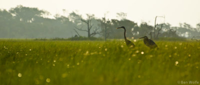 Backlit Blue Herons