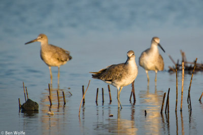 Early Morning Dunlins