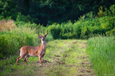 Old Hyde County Buck