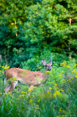 Summer Doe Portrait