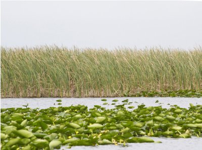 Everglades.jpg