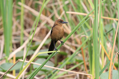 Mockingbird in Everglades.jpg