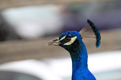 Peacock1.jpg