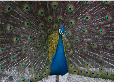 Peacock2.jpg
