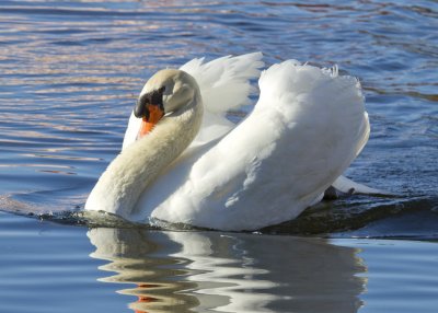 Swan1.jpg