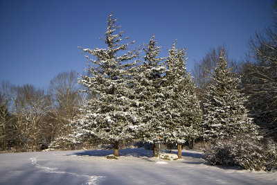 Winter1.jpg