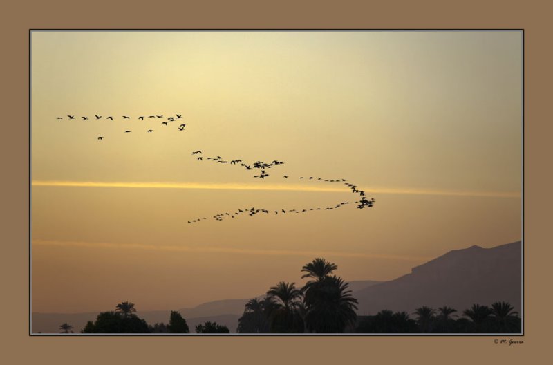 61 - Bunch of Herons