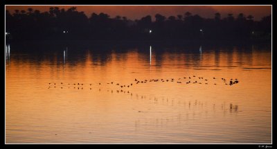 36 - A group of Nile Herons
