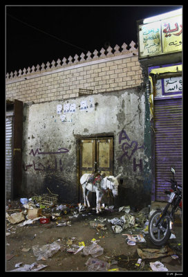 48 - Donkey Parked