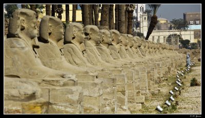 51 - Row of Sphinxes