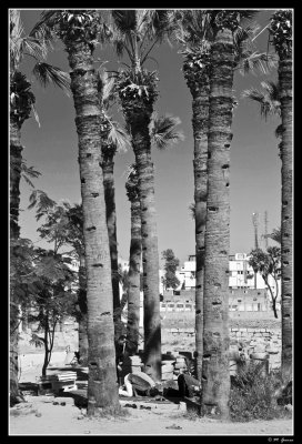 53 - Praying among Palm trees