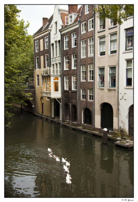 300 Utrecht Swans swimming