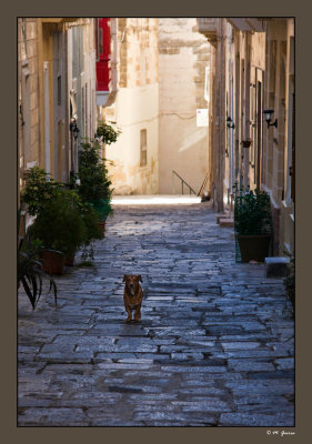 36 - Dog in the street