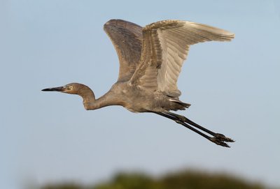 Reddish Egret Flight