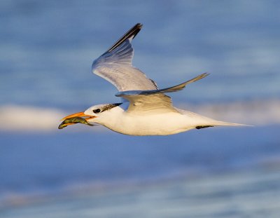 Royal Tern Fish in Flight