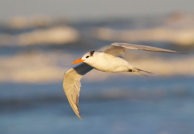 Royal Tern Flight