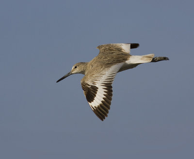 Willet Flight