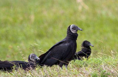 Black Vullture Family